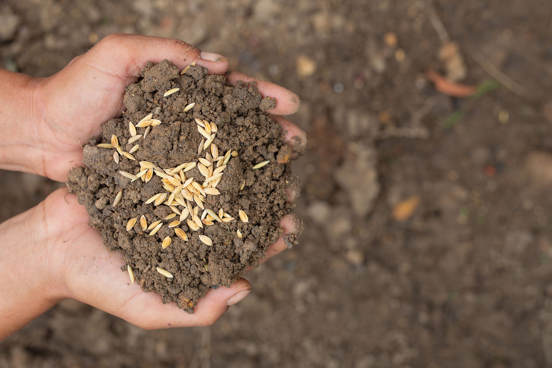 semillas insumos agricolas